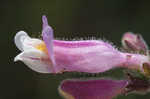 Eustis Lake beardtongue